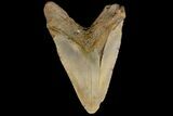 Fossil Megalodon Tooth - North Carolina #158194-1